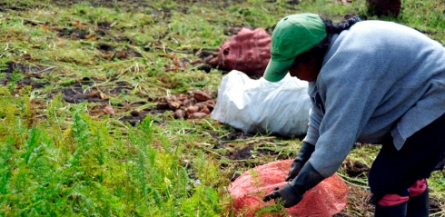 Frenar la deforestación y mejorar ingresos de la población afectada por la violencia es la apuesta del Fondo Colombia Sostenible en el sur del país