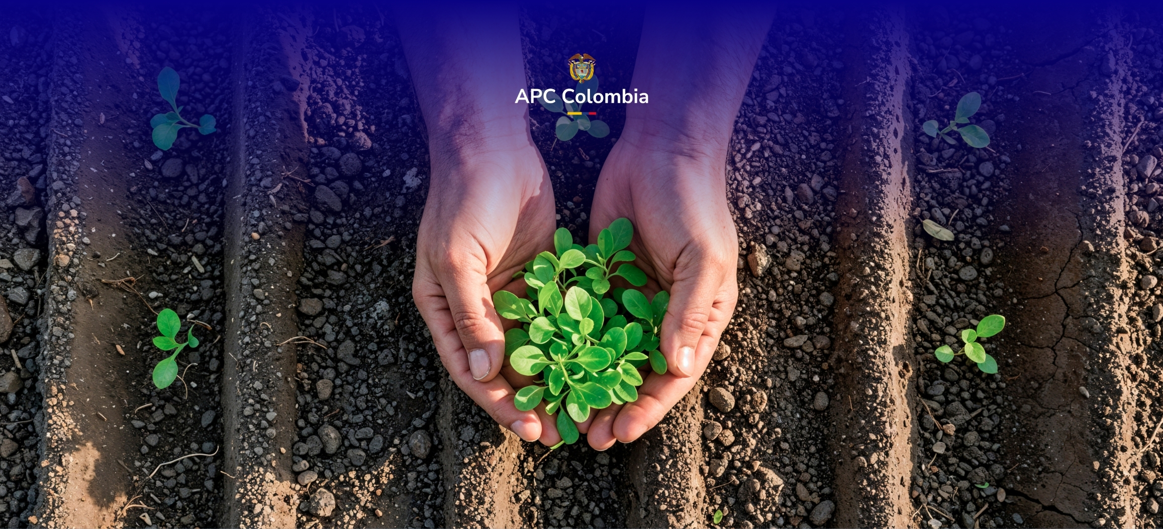 Manos sosteniendo una planta