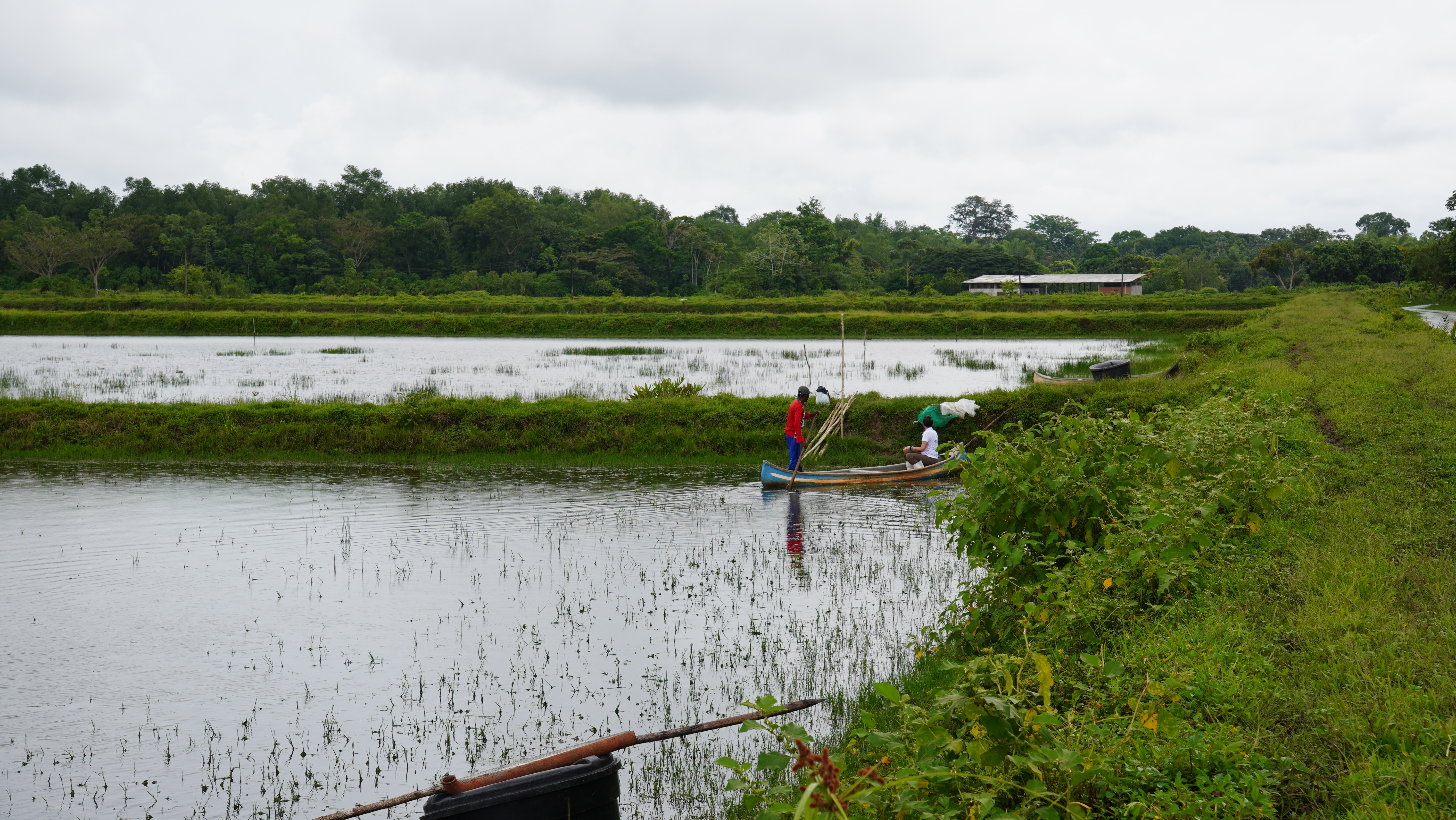 Piscina de camarones en San Andrés de Tumaco