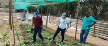 Guajira le enseña a Curazao cómo realizar cultivos hidropónicos