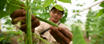 El Reino Unido continuará invirtiendo en el agro colombiano